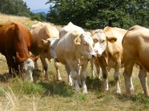 В Калмыкии индекс производства сельхозпродукции увеличился на 8% 